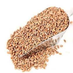 Wheat - Seed 20 kg